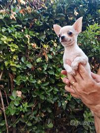 Cucciolo di chihuahua toy