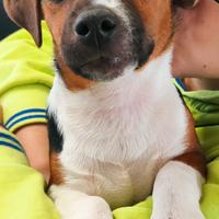 Cucciolo di Jack russell