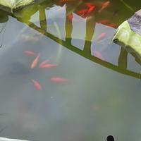 Carpe koi