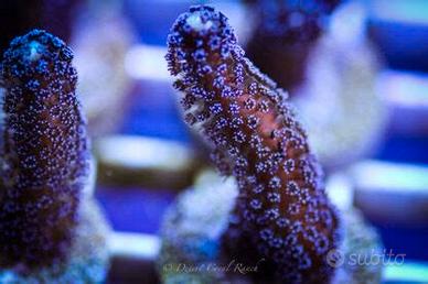 Frag stylopora milka sps