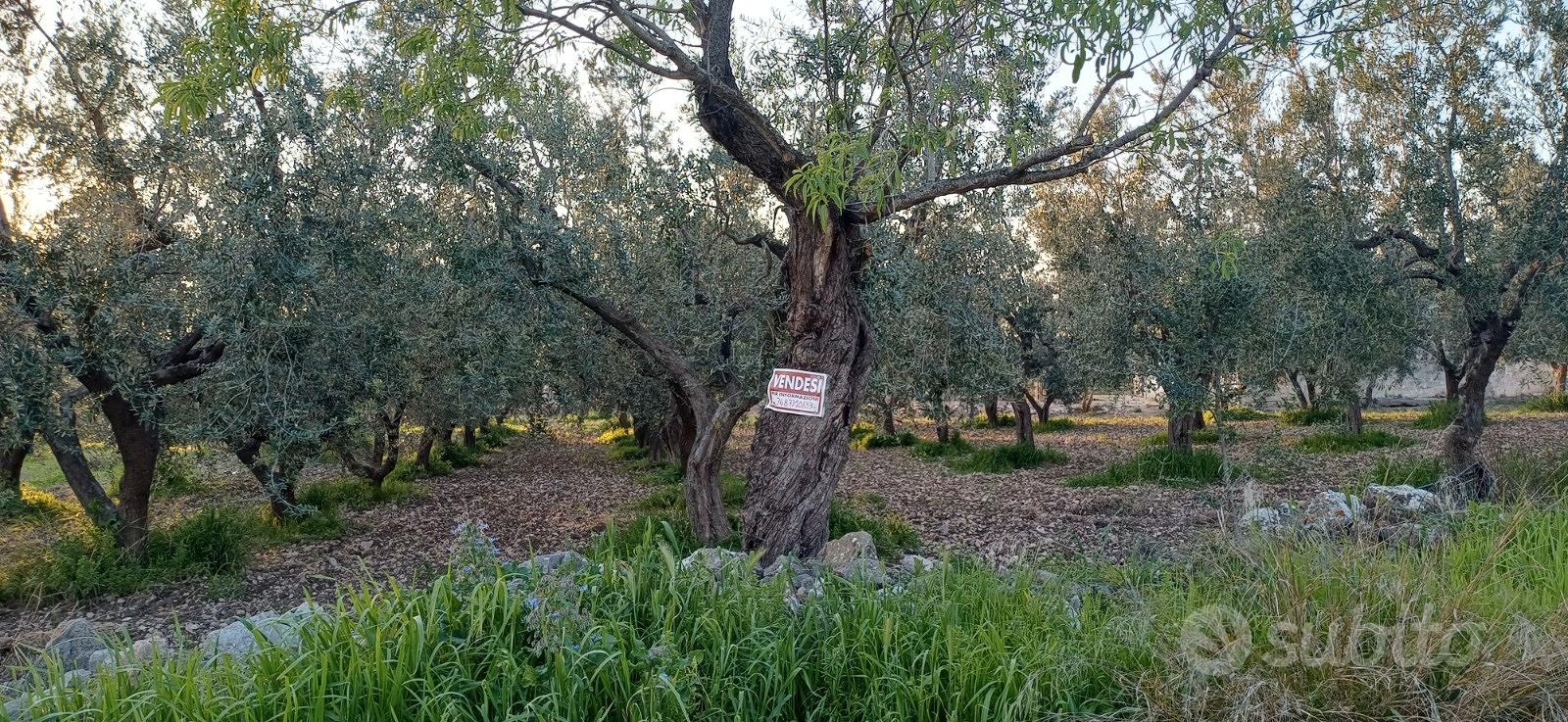 Tenuta da ristrutturare - Vista 5