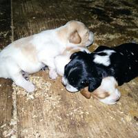 Cuccioli Breton
