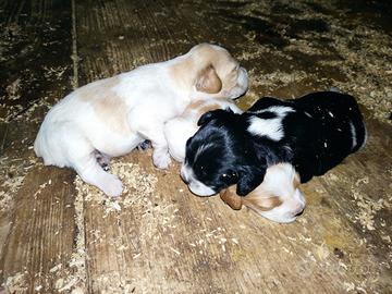 Cuccioli Breton