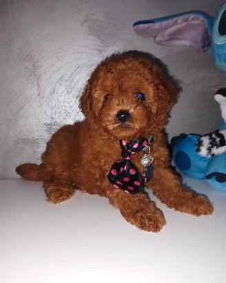 Cuccioli di barboncino toy