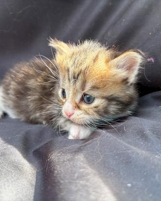 Maschietto siberiano con pedigree