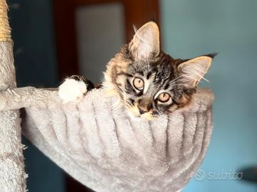 Maine coon cucciola