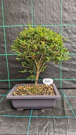 Bonsai di Lonicera Nitida 202