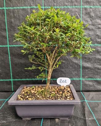 Bonsai di Lonicera Nitida 202
