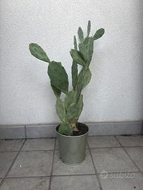 Fichi d’india in vaso