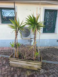 VASI IN LEGNO COMPLETI DI PIANTE