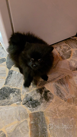 Cuccioli di volpino spitz