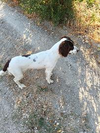 Cucciolone pronta caccia con pedigree