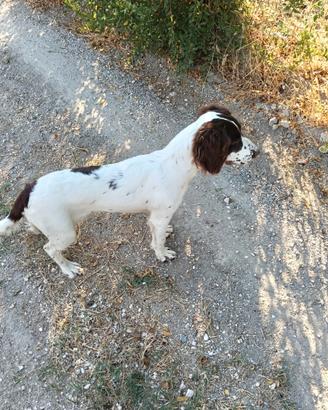 Cucciolone pronta caccia con pedigree