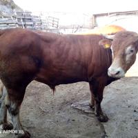 Toro Limousin puro
