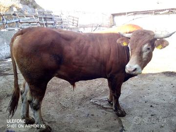 Toro Limousin puro