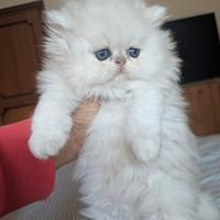 Gatto Persiano Chinchilla cucciolo