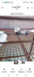Animali