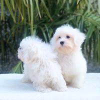 Cuccioli di maltese