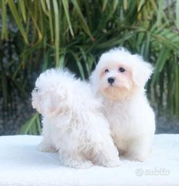 Cuccioli di maltese