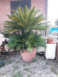cycas revoluta