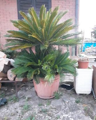 cycas revoluta