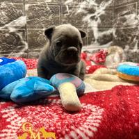 Cucciola Bulldog Francese