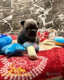 Cucciola Bulldog Francese