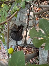 Piccoli gattini affettuosi