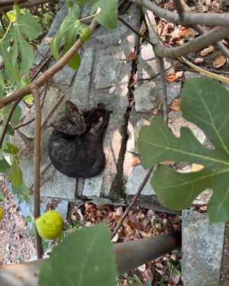 Piccoli gattini affettuosi