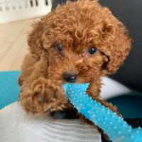 BARBONCINI NANI - BARBONCINO TOY - Finanziabile-