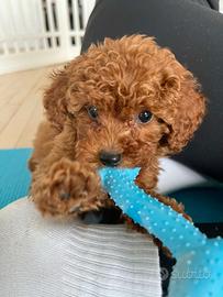 BARBONCINI NANI - BARBONCINO TOY - Finanziabile-