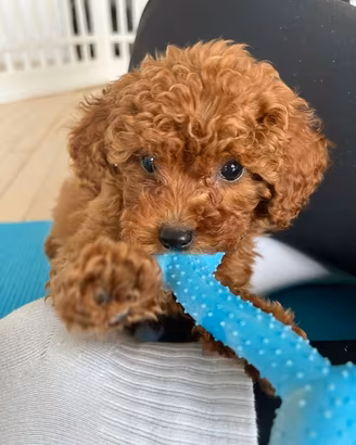 BARBONCINI NANI - BARBONCINO TOY - Finanziabile-