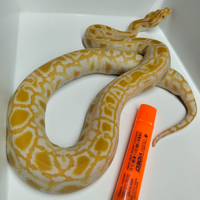 Pitone Moluro Bivittatus Femmina