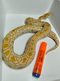 Pitone Moluro Bivittatus Femmina