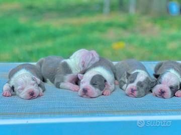 Amstaff blu occhi blu pedigree ENCI