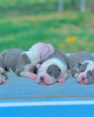 Amstaff blu occhi blu pedigree ENCI