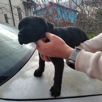 Cuccioli di cane corso