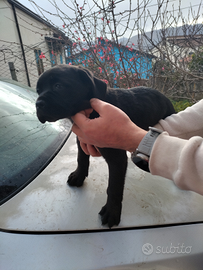 Cuccioli di cane corso