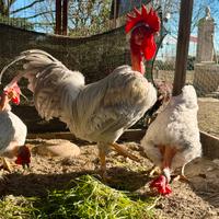 Galline collo nudo