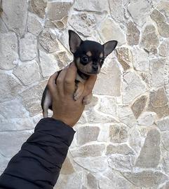 Chihuahua messicano