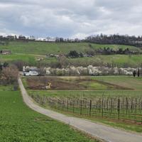 Vendita tereno agricolo Castelvetro di Modena