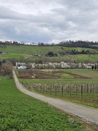 Vendita tereno agricolo Castelvetro di Modena