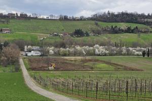 Vendita tereno agricolo Castelvetro di Modena