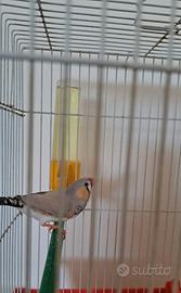Diamantino maschio