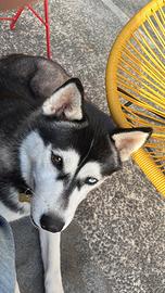 Husky siberiano
