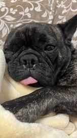 Bulldog francese