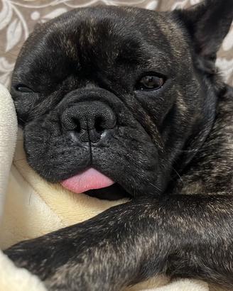 Bulldog francese