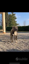Amstaff maschio con pedigree per monta