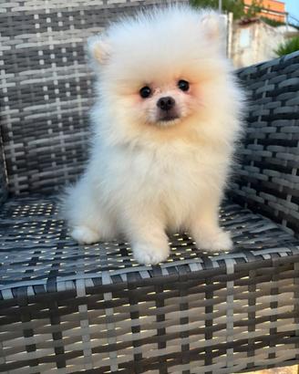 Spitz di pomerania