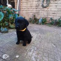 Cuccioli di labrador neri